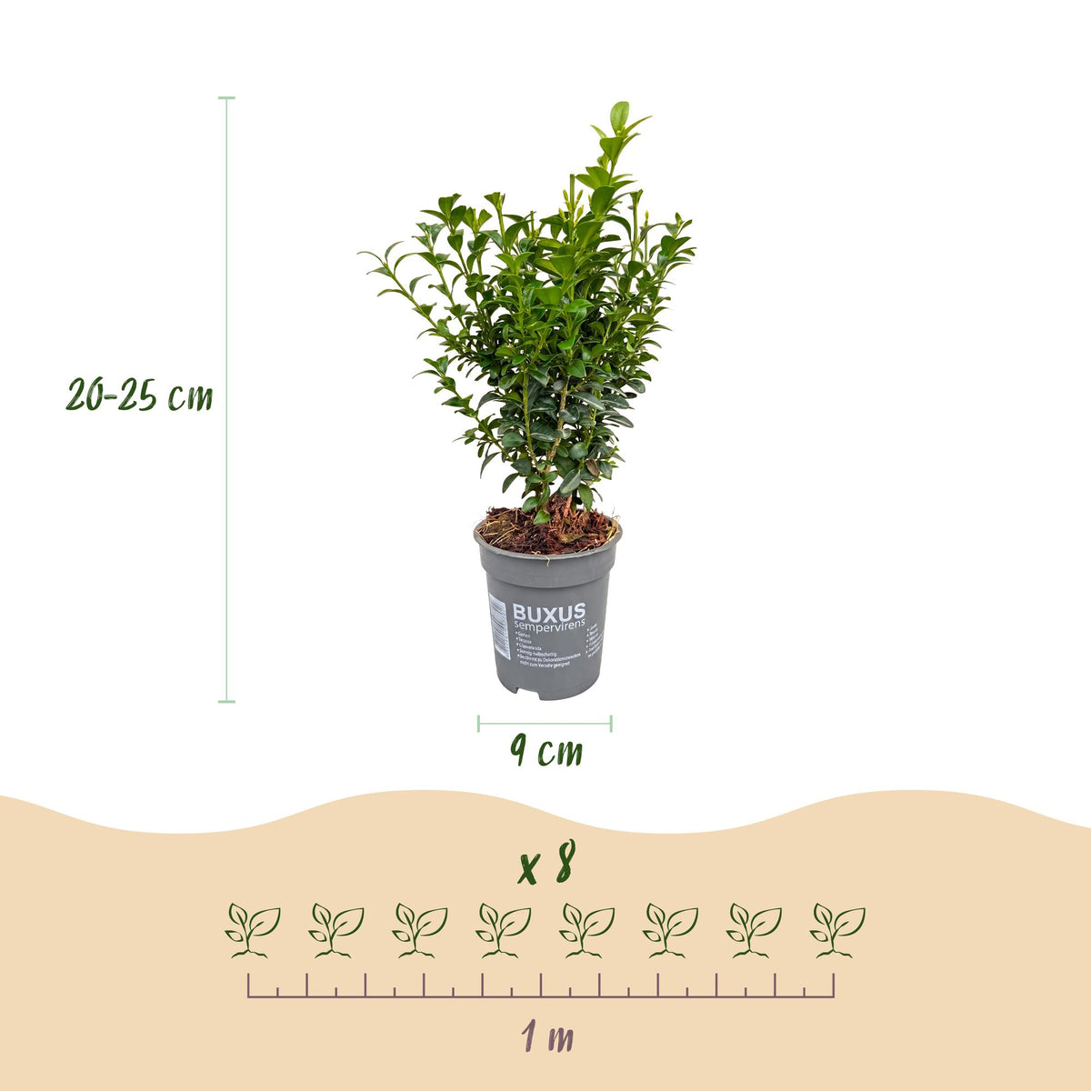 Green boutiQ - 40x Buxus sempervirens - Palmboompje - Haagplanten - Groenblijvend - Groen - Pot 9cm - Hoogte 20-25cm