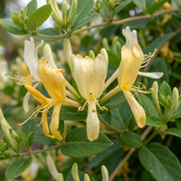2x Lonicera jap. 'Halliana' - Hall's honeysuckle - White - Yellow - Climber - Ø9cm - ↕35cm