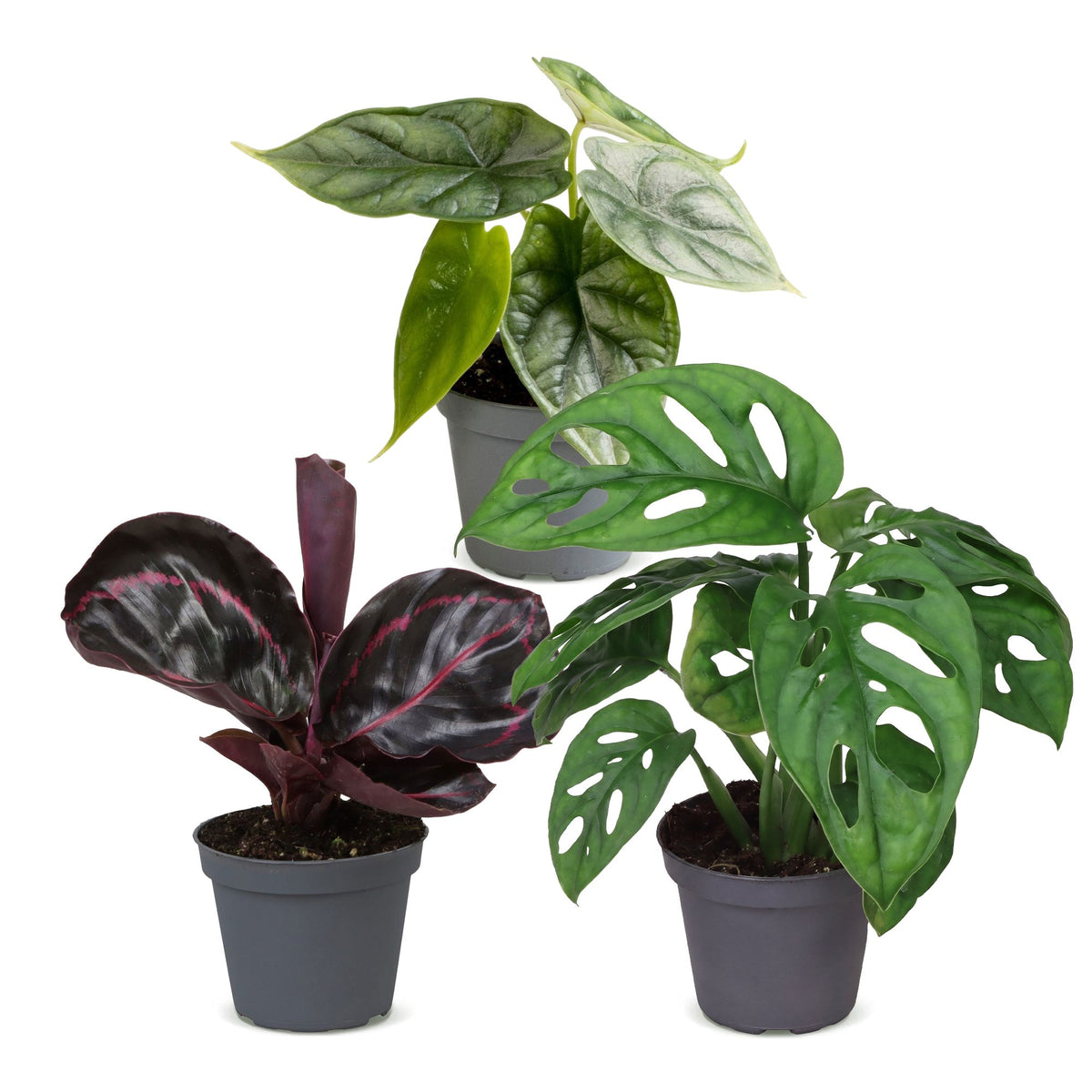 3x Baby Jungle Mix - Various colours - Tropical - Ø6cm - ↕10-15cm