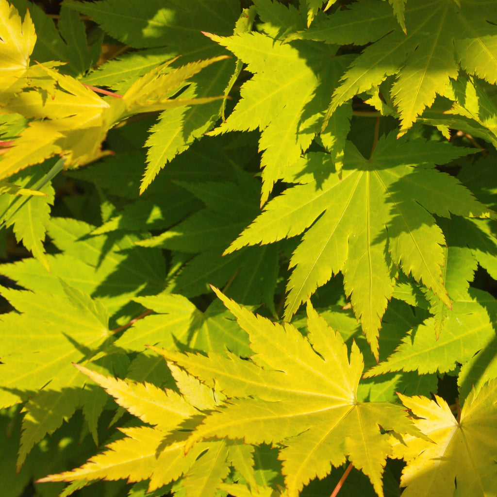 Green boutiQ - Plante de jardin - Acer palmatum Jordan - Érable du Japon - Caduc - Jaune - 1 - Pot 26cm - Hauteur 90cm
