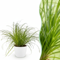 Green boutiQ - Kamerplant - Cyperus alternifolius Zumula - Kattengras - Huisdiervriendelijke Plant - Groen - 1 Plant - met Potter Wit - Pot 12cm - Hoogte 20cm