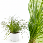 Green boutiQ - Kamerplant - Cyperus alternifolius Zumula - Kattengras - Huisdiervriendelijke Plant - Groen - 1 Plant - met Potter Wit - Pot 12cm - Hoogte 20cm