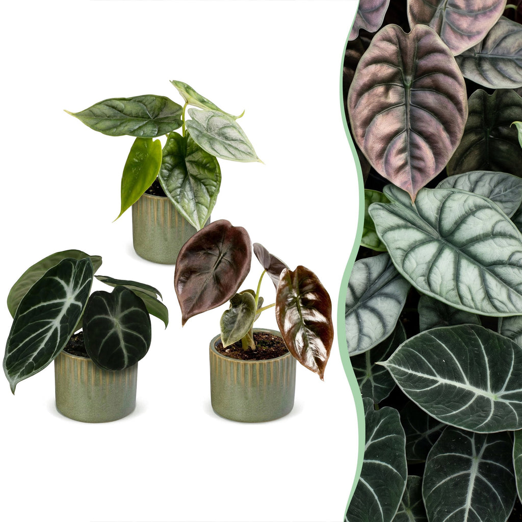 3x Baby Alocasia Tricolour - Red - Green - Black - Tropical - incl. Linnea Olive - Ø6cm - ↕12cm