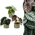 3x Baby Alocasia Tricolour - Red - Green - Black - Tropical - incl. Linnea Olive - Ø6cm - ↕12cm