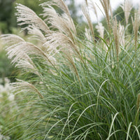 Green boutiQ - Grassen - Miscanthus sin. Gracillimus - Pampusgras - Met Pluim - Groen - 6 Planten - Pot 11cm - Hoogte 15-25cm