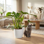 Green boutiQ - Plante d'intérieur - Philodendron - Philodendron Lacerum - Vert - Entretien facile - 1 Plante - avec Pot Blanc - Pot 19cm - Hauteur 65cm