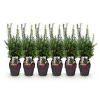 Green boutiQ - Haagplanten - Taxus media Hilii - blad groen - 6 planten - 1 strekkende meter - groenblijvend - pot 17cm hoogte 60cm