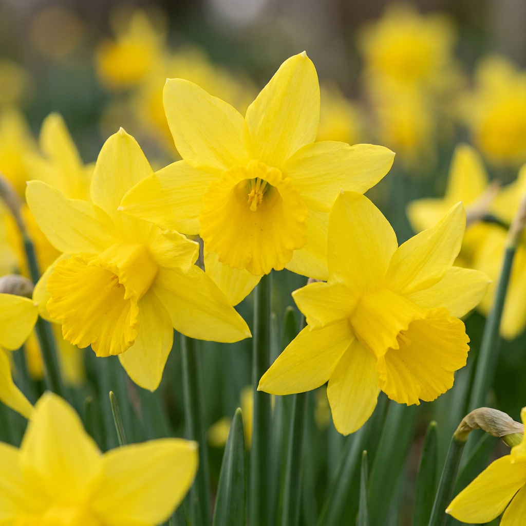 30x Narcissus February Gold - Februarigouden narcis - Geel - Voorjaarsbloeier - Bolmaat 10/12