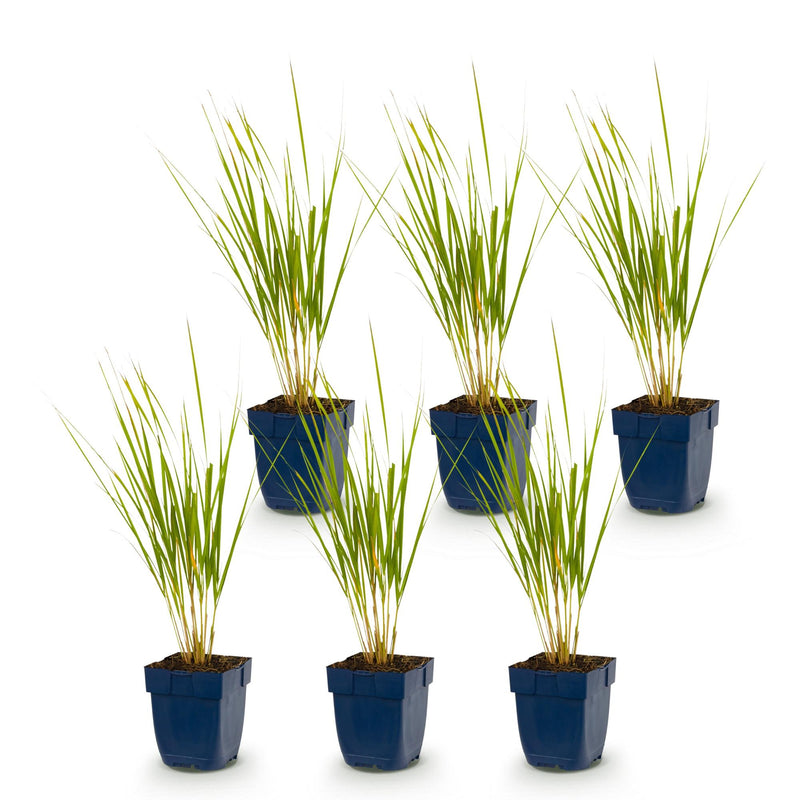 Green boutiQ - Grassen - Calamagrostis Karl Foerster - Struisriet - Met Pluim - Groen - 6 Planten - Pot 11cm - Hoogte 15-25cm