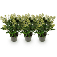 Green boutiQ - Terrasplant - Skimmia japonica Finchy - Bloem Wit - 15+ Bloemen - 3 Planten - Winterhard - Pot 15cm Hoogte 30cm