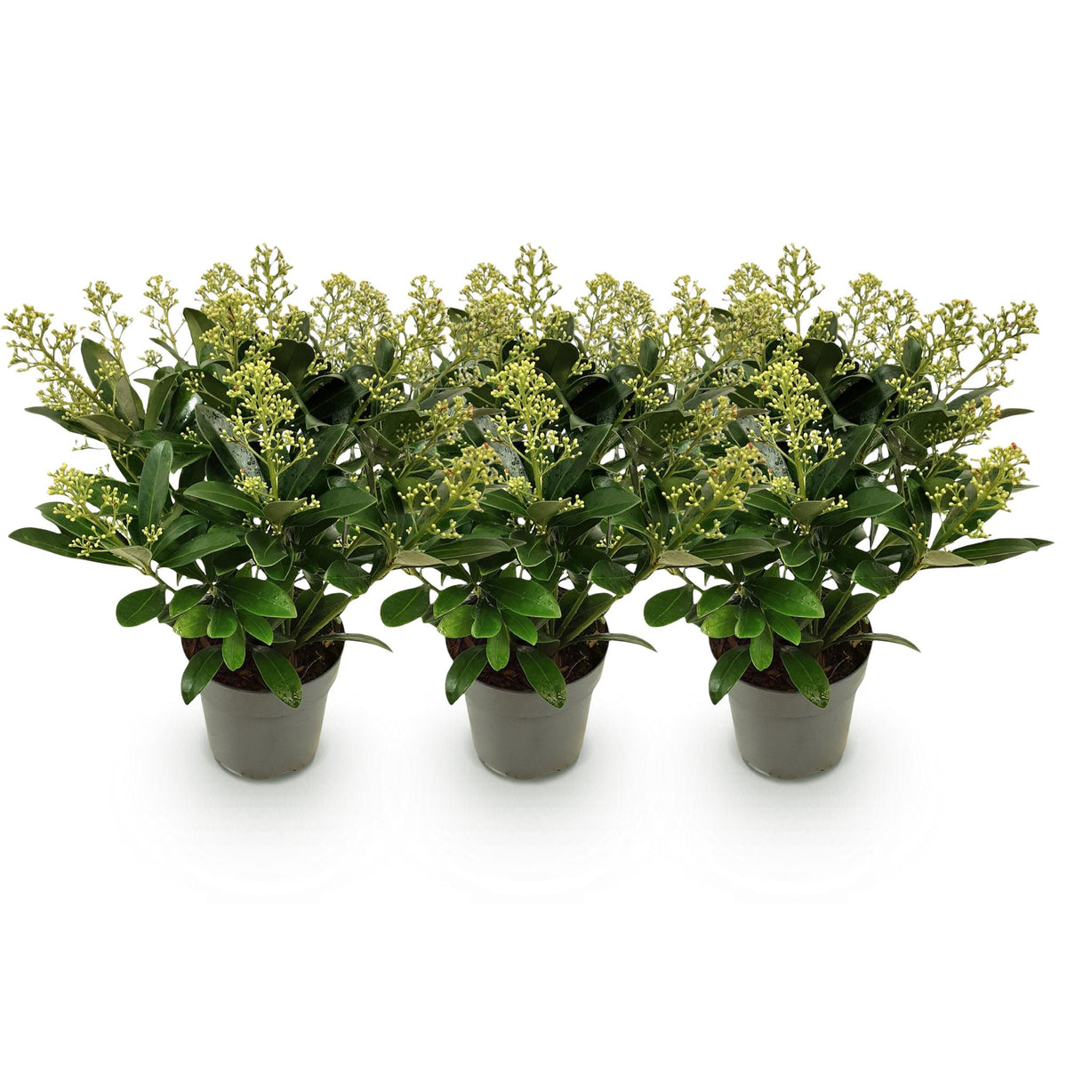 Green boutiQ - Plante de Terrasse - Skimmia japonica Finchy - Fleur Blanche - 15+ Fleurs - 3 Plantes - Rustique - Pot 15cm Hauteur 30cm