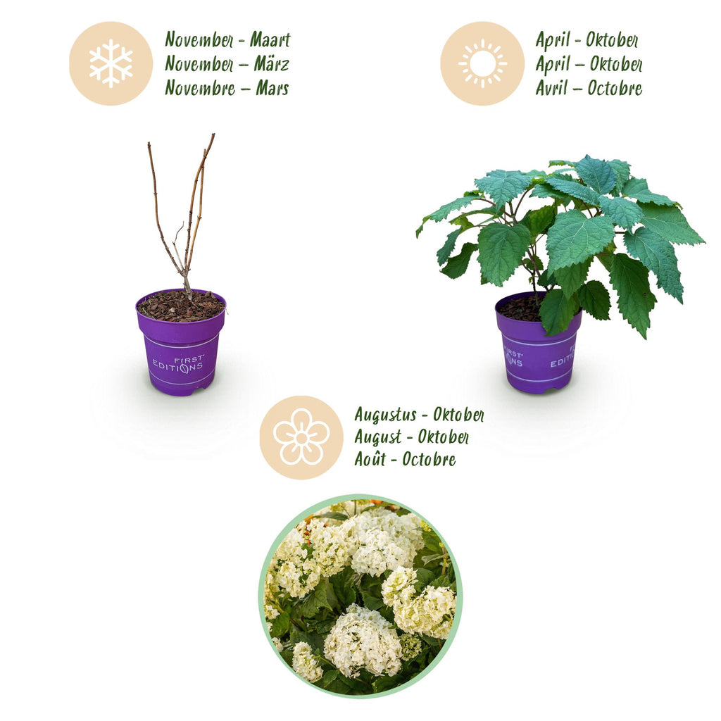 Green boutiQ - Plante de jardin - Hydrangea arborescens FlowerWOW - Hortensia - Rustique - Blanc - 3 plantes - Pot 14 cm - Hauteur 20-30 cm