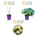 Green boutiQ - Plante de jardin - Hydrangea arborescens FlowerWOW - Hortensia - Rustique - Blanc - 3 plantes - Pot 14 cm - Hauteur 20-30 cm