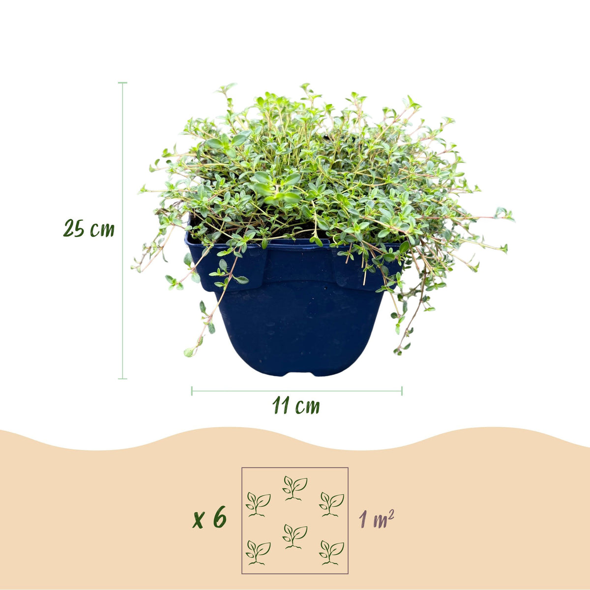 Green boutiQ - Vivace - Thymus citr. Sambesi - Thym citron - Aromatique - Jaune - 1 plante - Pot 11cm - Hauteur 15-25cm