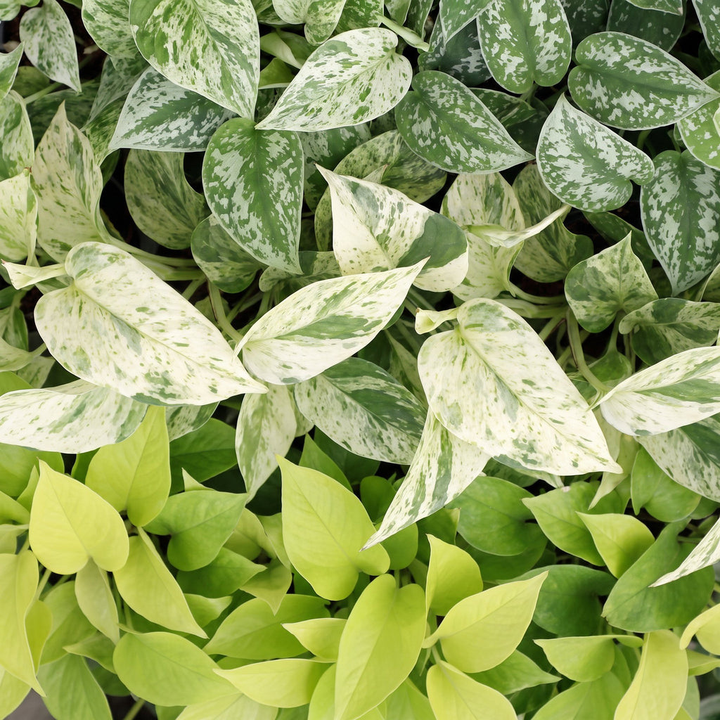 3x Epipremnum Tricolour - Yellow - Green - Cream - Tropical - incl. grey pot - Ø6cm - ↕20-25cm