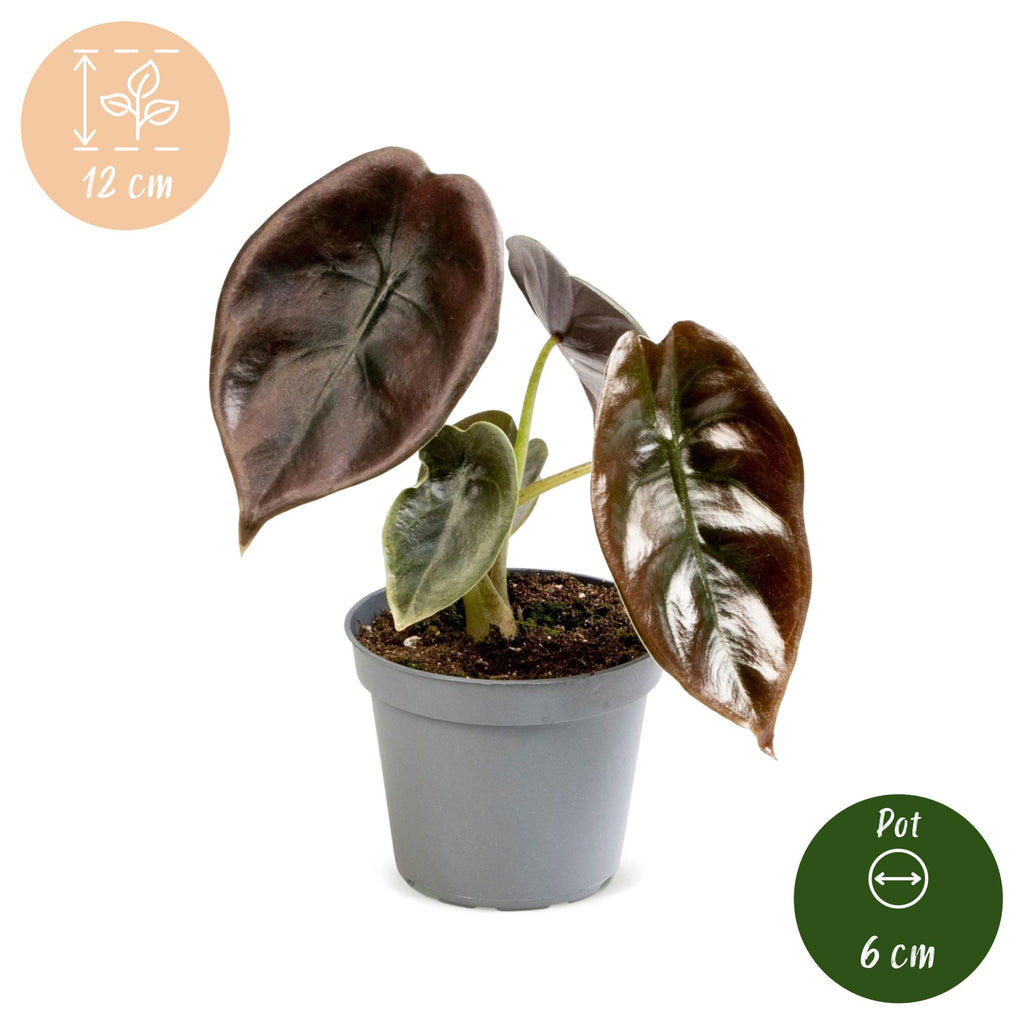 Alocasia Cuprea Red - Red Mirror Plant - Red - Tropical - Ø6cm - ↕12cm