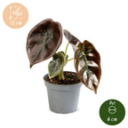 Alocasia Cuprea Red - Red Mirror Plant - Red - Tropical - Ø6cm - ↕12cm