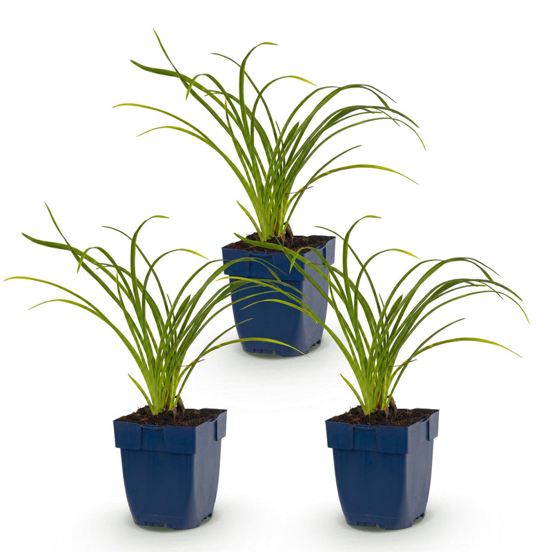 Green boutiQ - Vasteplant - Hemerocallis Stella d'Oro - Daglelie - Bijen en Vlinderlokkers - Geel - 3 Planten - Pot 11cm - Hoogte 15-25cm