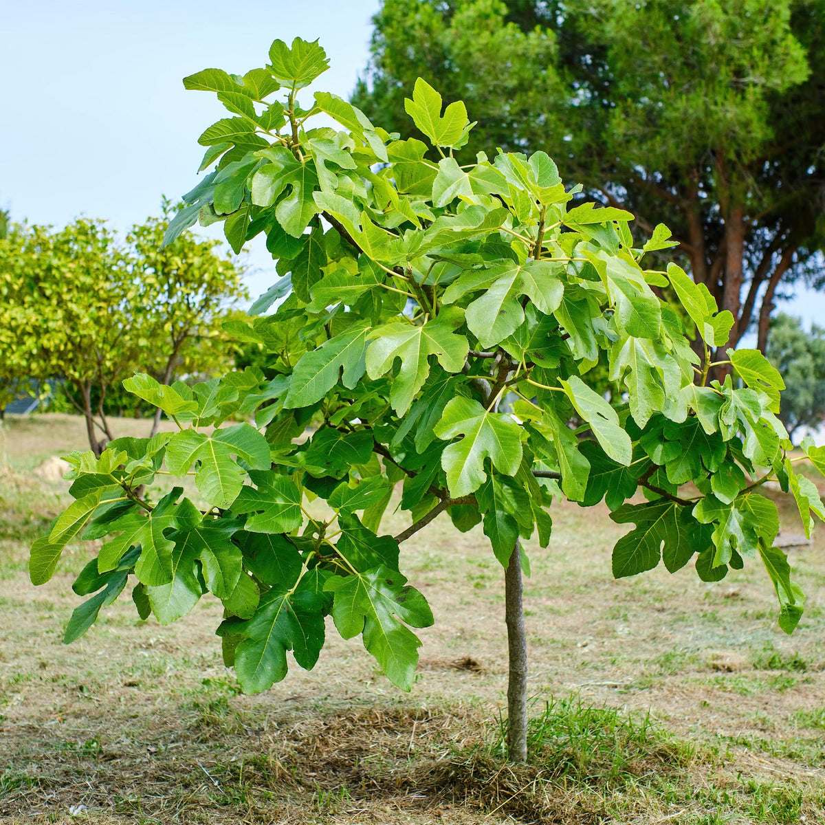 Green boutiQ - Plante sur tige - Ficus carica Brown Turkey - Plante de terrasse - Caduc - Rustique - Fruit vert - Pot 19cm Hauteur 90cm