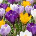 60x Crocus Large Flowering Mix - Grootbloemige krokus mix - Diversen - Voorjaarsbloeier - Bolmaat 7/8