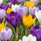 60x Crocus Large Flowering Mix - Grootbloemige krokus mix - Diversen - Voorjaarsbloeier - Bolmaat 7/8