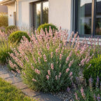 Green boutiQ - Plante vivace - Lavandula ang. Rosea - Lavande - Parfumée - Rose - 24 Plantes - Pot 11cm - Hauteur 15-25cm