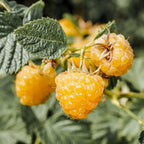 Green boutiQ - Framboisier - Rubus idaeus Fallgold - Plant de framboises - Rustique - Framboise jaune - 2 plantes - Pot 15cm - Hauteur 50cm