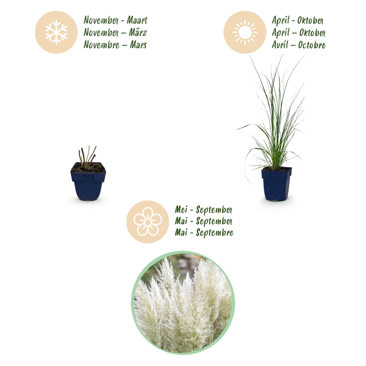 Green boutiQ - Graminées - Cortaderia sell. Pumila - Herbe de la pampa naine - Avec panache - Gris - 6 Plantes - Pot 11cm - Hauteur 15-25cm