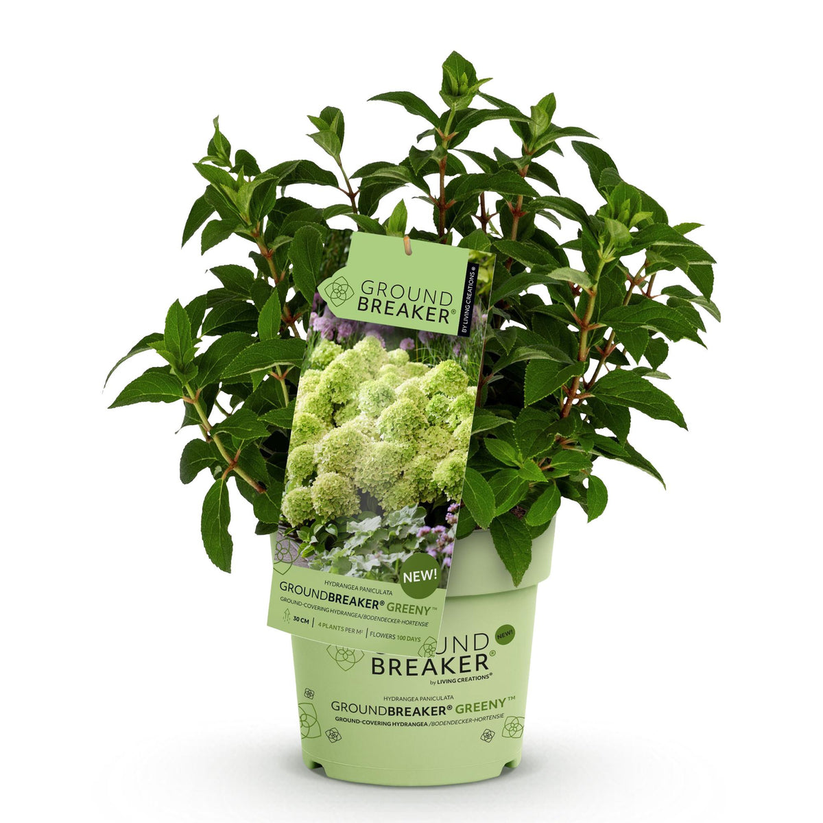 Green boutiQ - Tuinplant - Hydrangea panniculata Groundbreaker Greeny - Pluimhortensia - Winterhard - Creme - 1 Plant - Pot 14cm -Hoogte 20-25cm