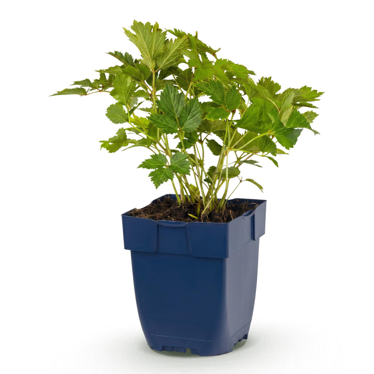 Green boutiQ - Plante vivace - Astilbe chin. Pumila - Astilbe - Ombre - Violet - 1 plante - Pot 11 cm - Hauteur 15-25 cm