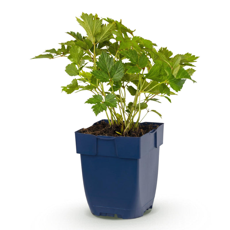 Green boutiQ - Vasteplant - Astilbe chin. Pumila - Pluimspirea - Schaduw - Paars - 1 Plant - Pot 11cm - Hoogte 15-25cm