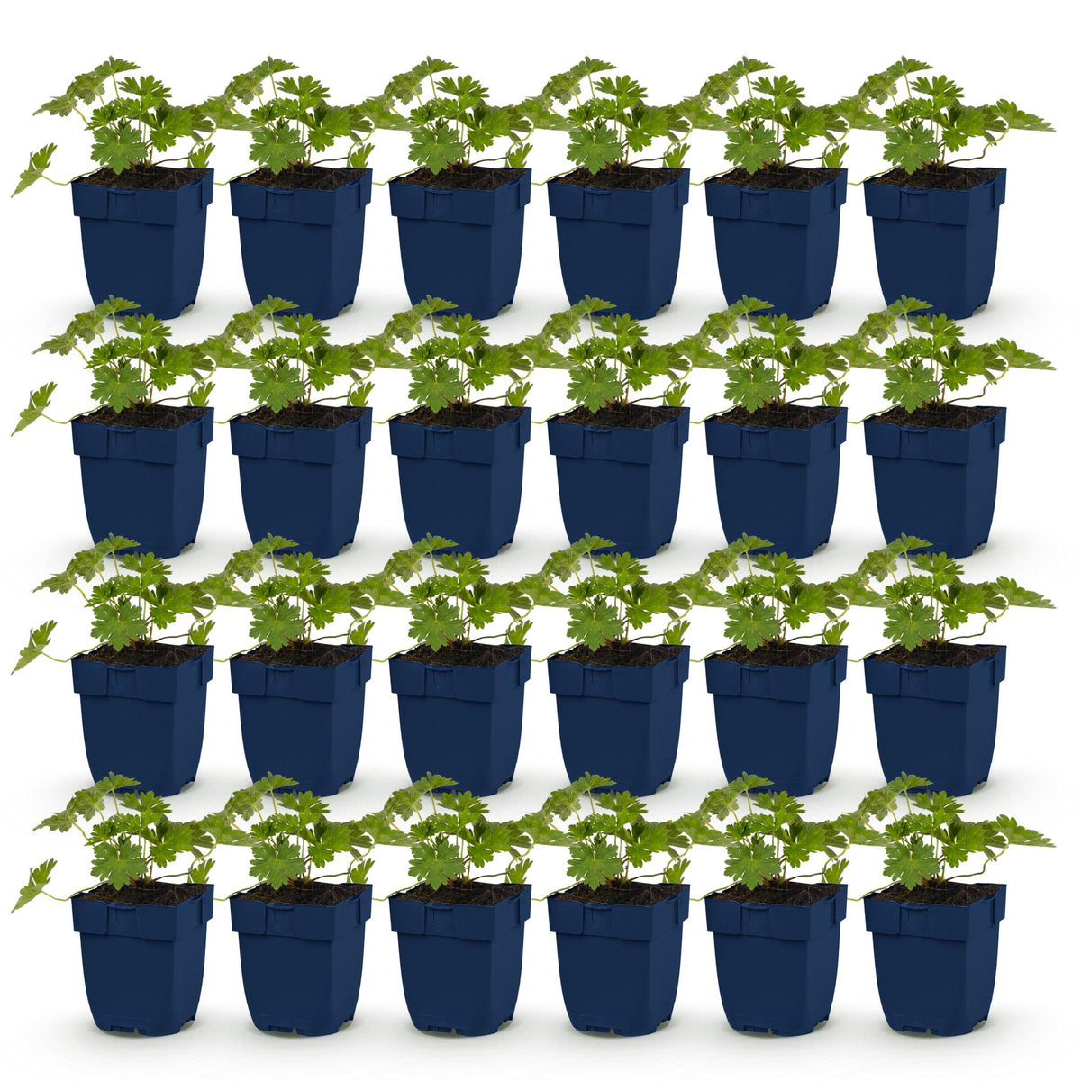 Green boutiQ - Vasteplant - Geranium 'Rozanne' - Ooievaarsbek - Bodembedekkend - Blauw - 24 Planten - Pot 11cm - Hoogte 15-25cm