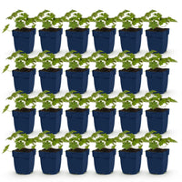 Green boutiQ - Vasteplant - Geranium 'Rozanne' - Ooievaarsbek - Bodembedekkend - Blauw - 24 Planten - Pot 11cm - Hoogte 15-25cm