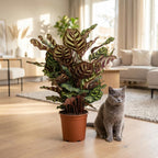 Green boutiQ - Plante d'intérieur - Plante paon - Calathea Makoyana - Vert - Entretien facile - 1 plante - Pot 19 cm - Hauteur 70 cm