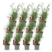 Green boutiQ - Bamboe - Fargesia Red Dragon - Bladhoudend - Niet Woekerend - Groen - 12 Planten - Pot 14cm - Hoogte 35cm
