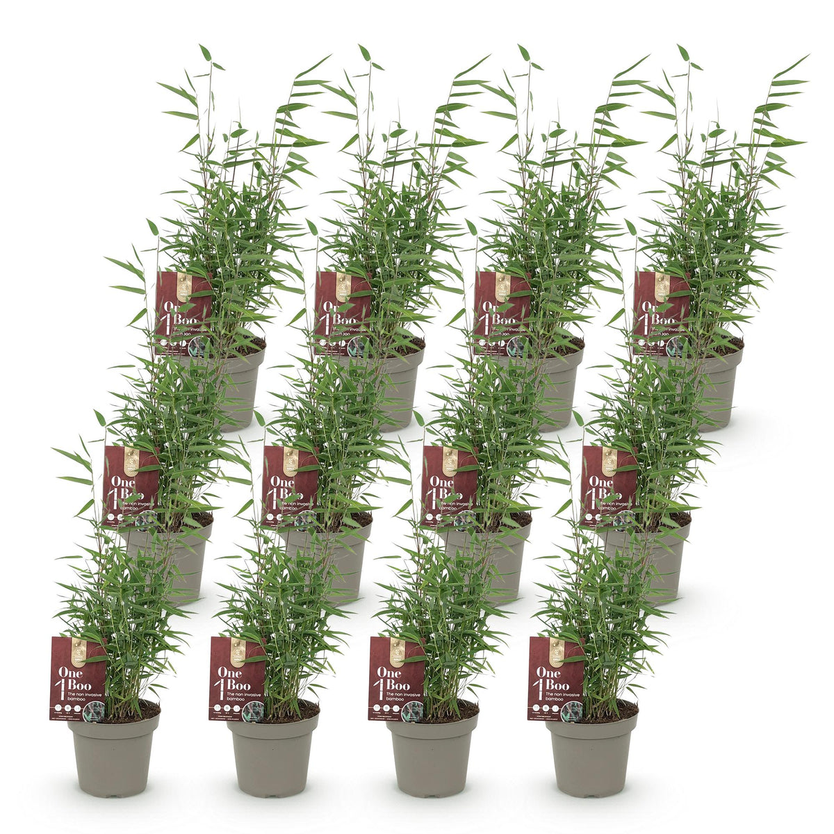 Green boutiQ - Bambou - Fargesia Red Dragon - Persistant - Non traçant - Vert - 12 Plantes - Pot 14cm - Hauteur 35cm