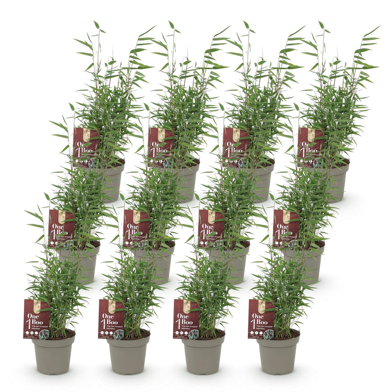 Green boutiQ - Bamboe - Fargesia Red Dragon - Bladhoudend - Niet Woekerend - Groen - 12 Planten - Pot 14cm - Hoogte 35cm