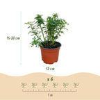 Green boutiQ - Rosier - Rosa Cutie Pie - Rose - Rustique - Rose - 3 Plantes - Pot 12cm - Hauteur 20-25cm