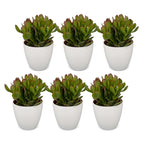 6x Crassula Ovata - Jade plant - Green - Succulent/cactus - incl. witte pot - Ø12cm
