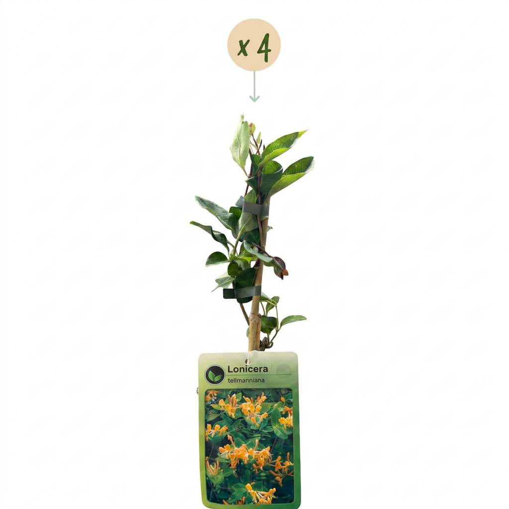 4x Lonicera tellmanniana - Tellmann's honeysuckle - Orange - Yellow - Climber - Ø9cm - ↕35cm