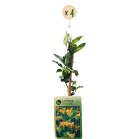 4x Lonicera tellmanniana - Tellmann's honeysuckle - Orange - Yellow - Climber - Ø9cm - ↕35cm