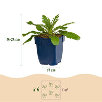 Green boutiQ - Vasteplant - Scabiosa col. Pink Mist - Duifkruid - Bijen en Vlinderlokkers - Roze - 1 Plant - Pot 11cm - Hoogte 15-25cm