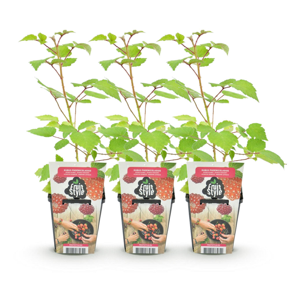 Green boutiQ - Plants fruitiers - Framboisier japonais - Rubus phoenicolasius - Rustique - 3 plantes - Pot 9 cm - Baie rouge