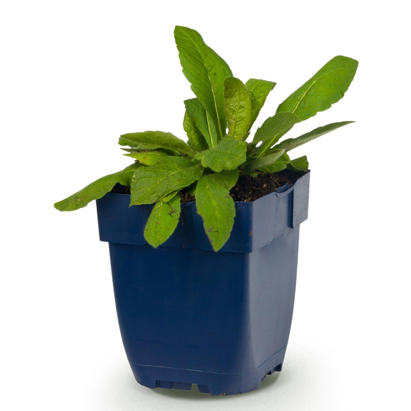 Green boutiQ - Vasteplant - Knautia macedonica - Beemdkroon - Bijen- en vlinderlokkers - Donker Rood - 1 Plant - Pot 11cm - Hoogte 15-25cm