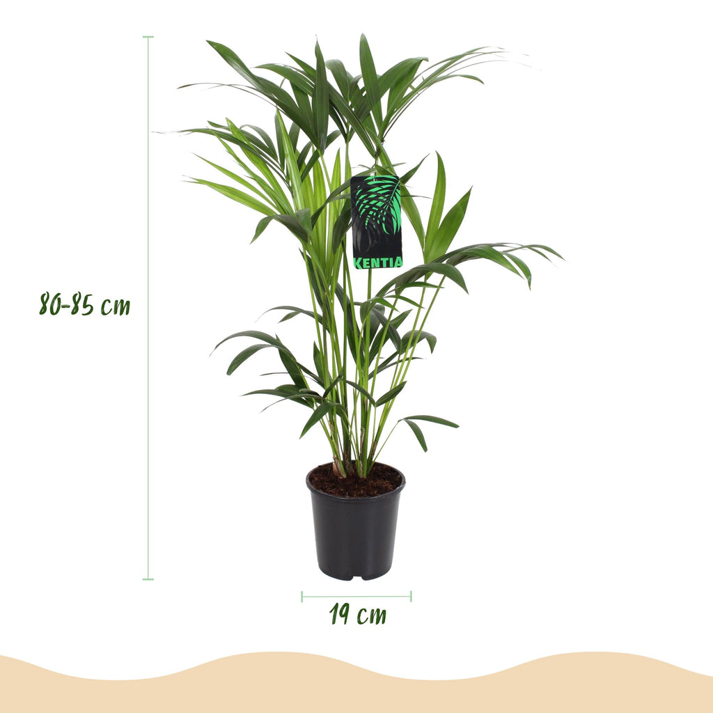 Green boutiQ - Plante d'intérieur - Howea Forsteriana - Palmier Kentia - Facile d'entretien - Vert - 1 Plante - avec Panier - Pot 19cm - Hauteur 80-85cm
