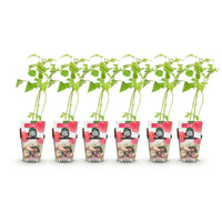 Green boutiQ - Fruitplanten - Framboos - Rubus idaeus Heritage - Winterhard - 6 Planten - Pot 9 cm - Rode Framboos