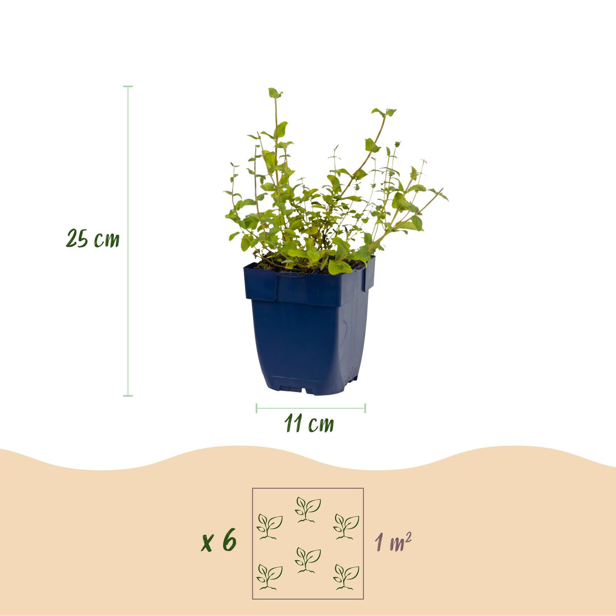 Green boutiQ - Perennial - Nepeta rac. Grog - Catnip - Bee and butterfly attractors - Blue - 1 Plant - Pot 11cm - Height 15-25cm
