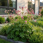 Green boutiQ - Stauden - Astrantia major - Große Sterndolde - Schatten - Weiß-Rosa - 12 Pflanzen - Topf 11cm - Höhe 15-25cm