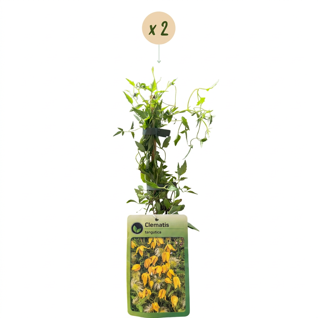 2x Clematis tangutica - Golden clematis - Yellow - Climber - Ø9cm - ↕35cm