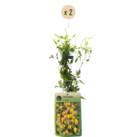 2x Clematis tangutica - Golden clematis - Yellow - Climber - Ø9cm - ↕35cm